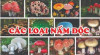Phòng, chống ngộ độc nấm – Hãy bảo vệ sức khỏe gia đình bạn!